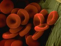 Blood cell.jpg